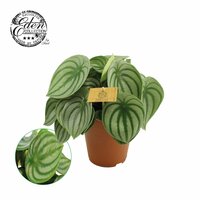 Peperomia argyreia, pot 15 cm, h 25 cm - afbeelding 1