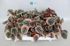 Peperomia caperata, pot 12 cm, h 20 cm