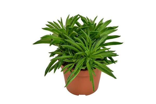 Peperomia Fereirae Happy-Bean, pot 10.5 cm, h 15 cm