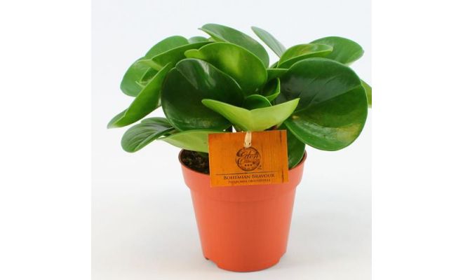 Peperomia obt. 'Green Gold, pot 12 cm, h 20 cm