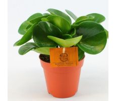 Peperomia obt. 'Green Gold, pot 12 cm, h 20 cm