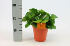 Peperomia obt. 'Green Gold, pot 15 cm, h 25 cm