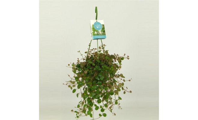 Peperomia Pepperspot, hangpot 11 cm, h 20 cm