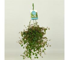 Peperomia Pepperspot, hangpot 11 cm, h 20 cm