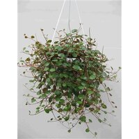 Peperomia  'Pepperspot, pot 11 cm, h 15 cm
