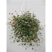 Peperomia 'Pepperspot, pot 11 cm, h 15 cm