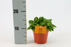 Peperomia pros. 'Pixie, pot 12 cm, h 15 cm