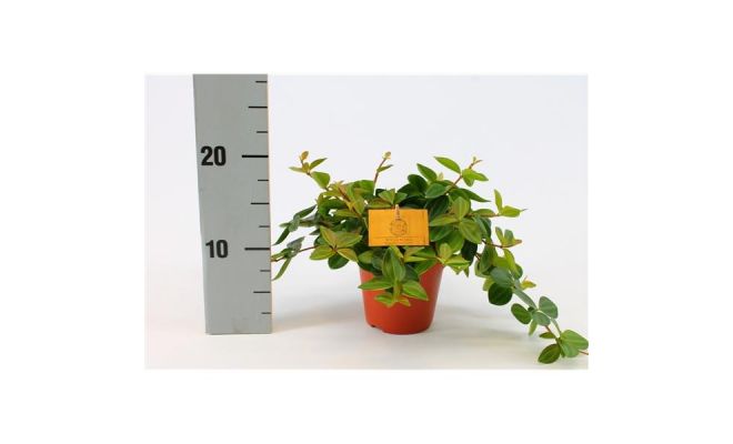 Peperomia  'Rocca Scuro, pot 12 cm, h 20 cm