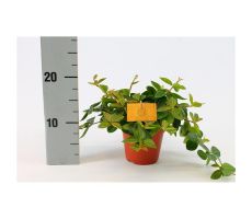 Peperomia  'Rocca Scuro, pot 12 cm, h 20 cm