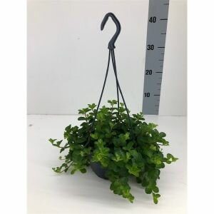 Peperomia rotundifolia, pot 15 cm, h 25 cm