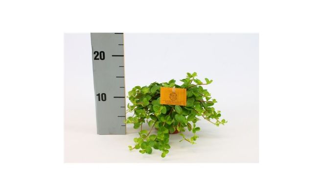 Peperomia rotundifolia, pot 10,5 cm, h 15 cm