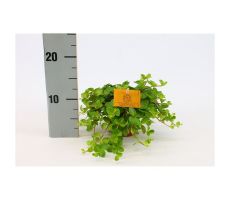 Peperomia rotundifolia, pot 10,5 cm, h 15 cm