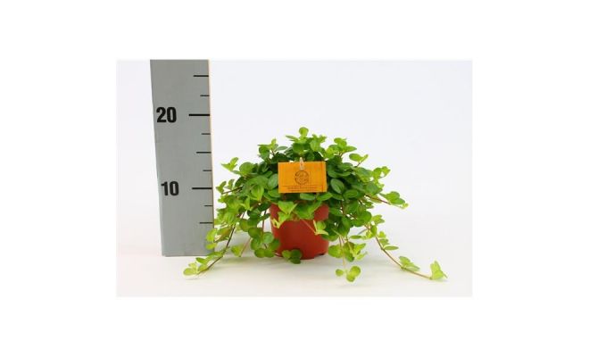 Peperomia rotundifolia, pot 12 cm, h 20 cm