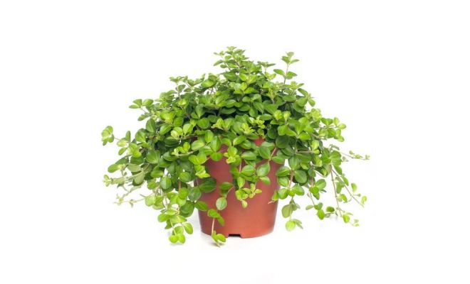 Peperomia rotundifolia, pot 12 cm, h 20 cm