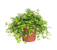 Peperomia rotundifolia, pot 12 cm, h 20 cm