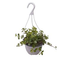 Peperomia Rotundifolia (Zwanekroos)(Hangplant), pot 15 cm, h 25 cm - afbeelding 2