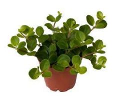 Peperomia Rotundifolia (Zwanekroos)(Hangplant), pot 15 cm, h 25 cm - afbeelding 3