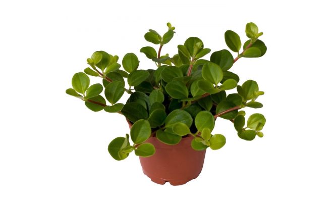 Peperomia Rotundifolia (Zwanekroos), pot 12 cm, h 20 cm