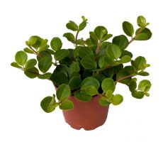 Peperomia Rotundifolia (Zwanekroos), pot 12 cm, h 20 cm