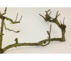 Perenhout branch large naturelurel - afbeelding 3