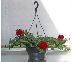 Perkplanten, hangpot 23 cm, meerdere variaties - afbeelding 3