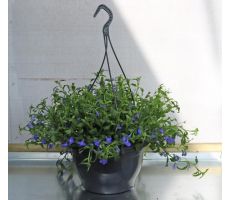 Perkplanten, hangpot 23 cm, meerdere variaties - afbeelding 4