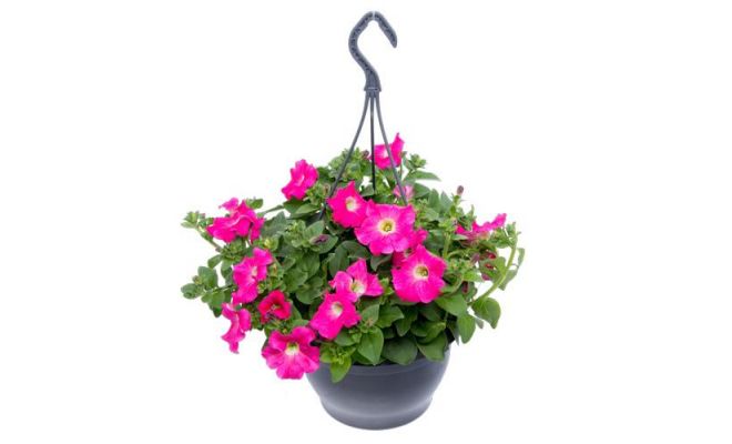 Perkplanten, hangpot 23 cm, meerdere variaties - afbeelding 1