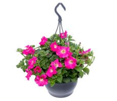 Perkplanten, hangpot 23 cm, meerdere variaties - afbeelding 1