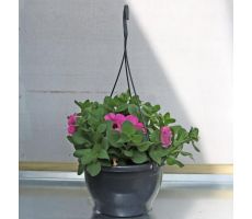 Perkplanten, hangpot 23 cm, meerdere variaties - afbeelding 5