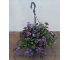 Perkplanten, hangpot 27 cm, meerdere variaties - afbeelding 1