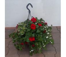 Perkplanten, hangpot 27 cm, meerdere variaties - afbeelding 2