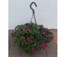 Perkplanten, hangpot 27 cm, meerdere variaties - afbeelding 3