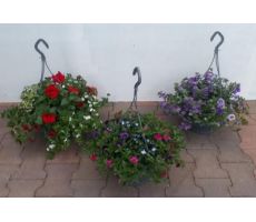 Perkplanten, hangpot 27 cm, meerdere variaties - afbeelding 4