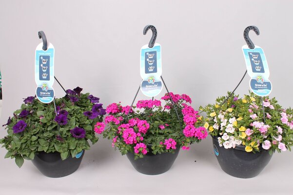 Perkplanten Mix Hangpot P27
