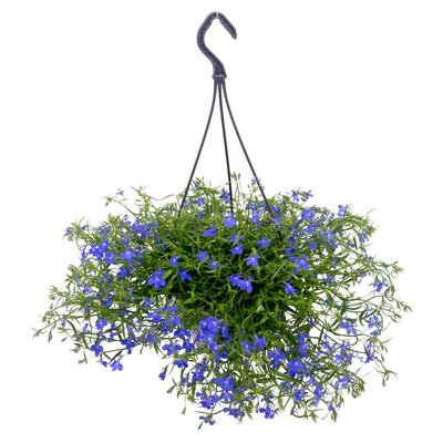 perkplanten mixpot lobelia, p23 hangpot