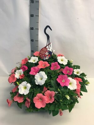 perkplanten mixpot petunia, p23 hangpot - afbeelding 1