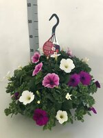 perkplanten mixpot petunia, p23 hangpot - afbeelding 2