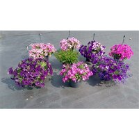 perkplanten mixpot verbena, p23 hangpot - afbeelding 2