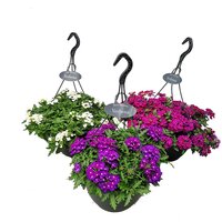 perkplanten mixpot verbena, p23 hangpot - afbeelding 1