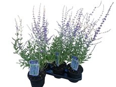 Perovskia atriplicifolia Blue Spire, pot 17 cm, h 50 cm