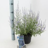 Perovskia Atriplicifolia Lacey Blue, pot 17 cm - afbeelding 3