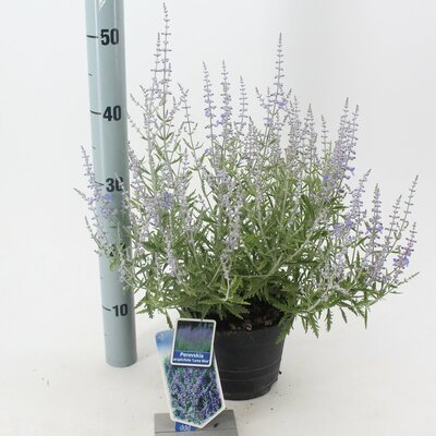 Perovskia Atriplicifolia Lacey Blue, pot 17 cm - afbeelding 1