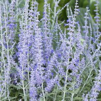 Perovskia Atriplicifolia Lacey Blue, pot 17 cm - afbeelding 4