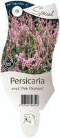 Persicaria ampl. P. Elephant P11