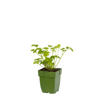 Peterselie, Petroselinum Crispum, pot 11 cm - afbeelding 2