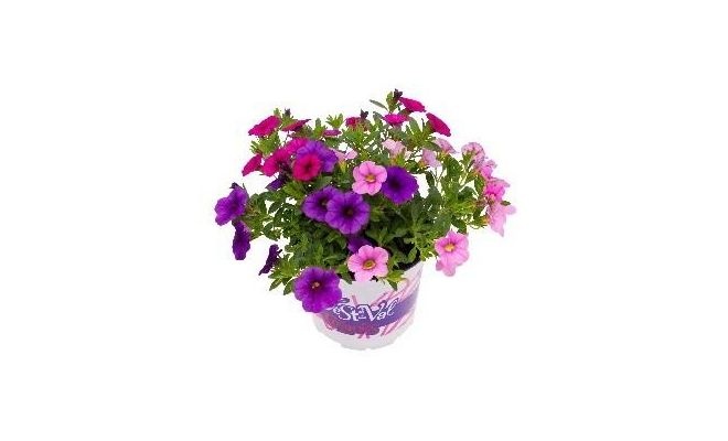 Petunia Carnaval Festival Colours, pot 12 cm