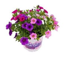 Petunia Carnaval Festival Colours, pot 12 cm