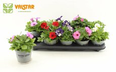 Petunia  'Fortunia, pot 10,5 cm, h 10 cm