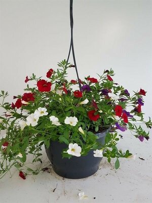 petunia 'million bells' mix hangpot p27 - afbeelding 1