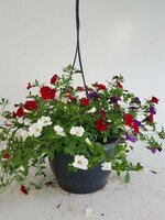 petunia 'million bells' mix hangpot p27 - afbeelding 1